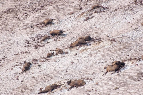 Elk Killed in Avalanche